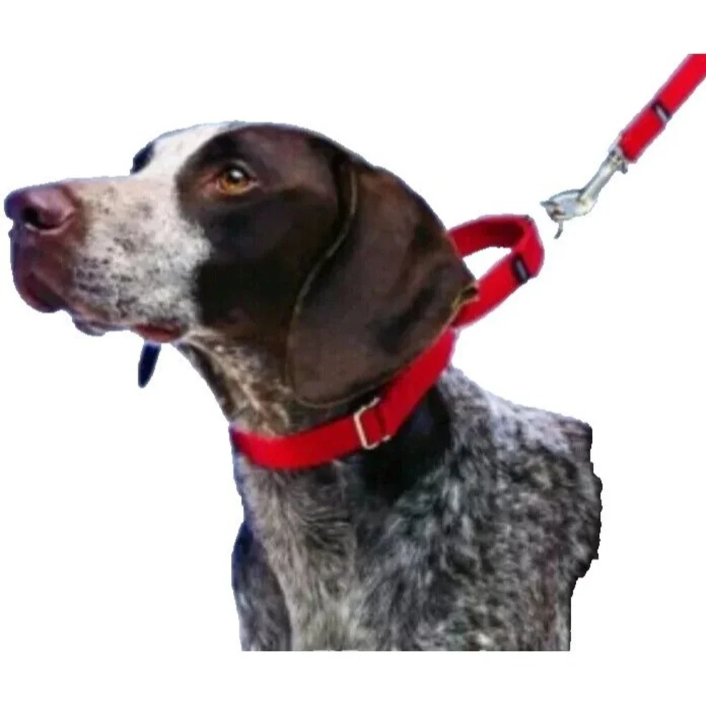 Martingale Big Dog Collar Premium ~ No Choke ~ L Nylon No Buckle Training green